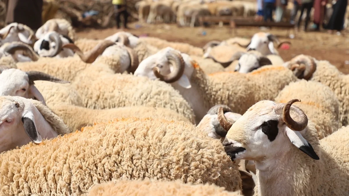 Aid Al Adha: 2,25 millions de têtes d'ovins et de caprins identifiés